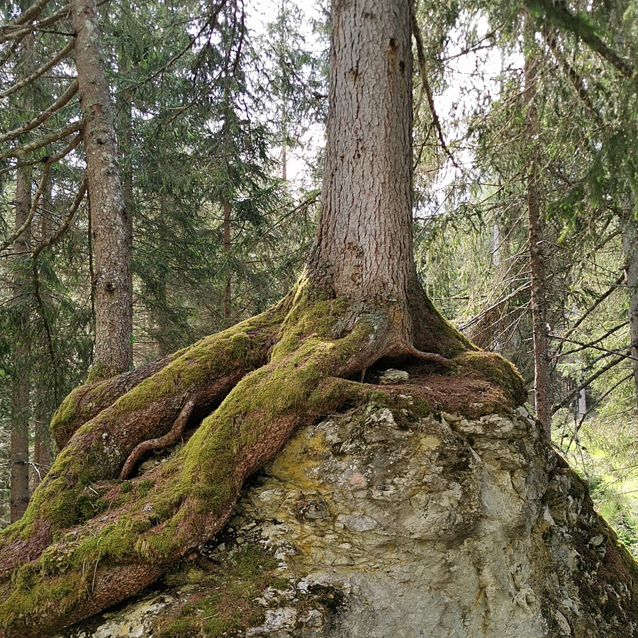 Austria, Forest